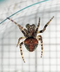 Attēlu rezultāti vaicājumam “Gibbaranea gibbosa”