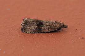 Attēlu rezultāti vaicājumam “Celypha striana”