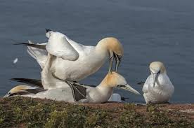 Image result for Morus bassanus