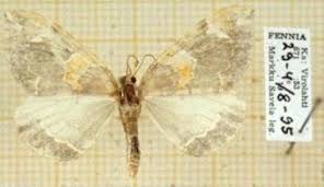 Attēlu rezultāti vaicājumam “Eulithis pyropata”