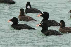 Image result for Melanitta perspicillata