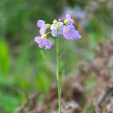 Attēlu rezultāti vaicājumam “Cardamine pratensis flower”