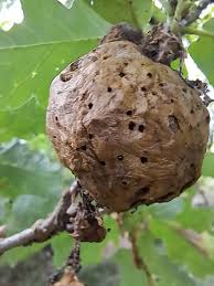 Attēlu rezultāti vaicājumam “Biorhiza pallida”