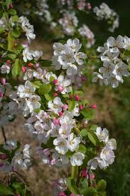 Attēlu rezultāti vaicājumam “Malus x zumi”