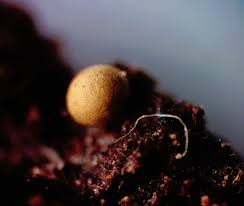 Attēlu rezultāti vaicājumam “Hemitrichia sordivesiculosa macro”