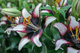 Image result for Lilie