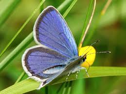 Attēlu rezultāti vaicājumam “Everes argiades”