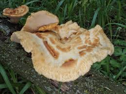 Attēlu rezultāti vaicājumam “Polyporus tuberaster”