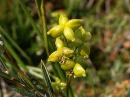Attēlu rezultāti vaicājumam “Scheuchzeria palustris flower”