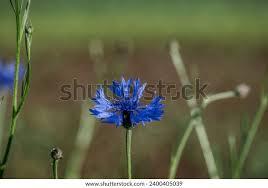 Attēlu rezultāti vaicājumam “Cyanus segetum”