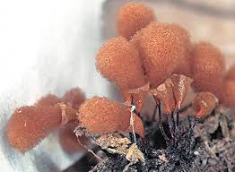 Attēlu rezultāti vaicājumam “Fuligo luteonitens macro”