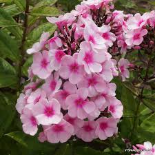 Image result for Phlox paniculata `Bright Eyes`