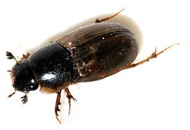 Attēlu rezultāti vaicājumam “Aphodius sp.”