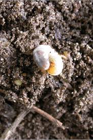 Attēlu rezultāti vaicājumam “Phyllopertha horticola imago”