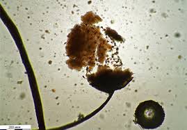 Attēlu rezultāti vaicājumam “Cribraria intricata macro”