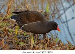 Attēlu rezultāti vaicājumam “Gallinula chloropus adult”
