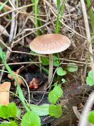 Attēlu rezultāti vaicājumam “Psathyrella sp.”