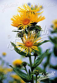 Image result for Inula helenium