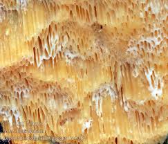 Attēlu rezultāti vaicājumam “Diplomitoporus flavescens”