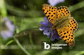 Attēlu rezultāti vaicājumam “Issoria lathonia”