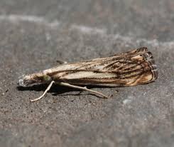 Attēlu rezultāti vaicājumam “Catoptria falsella”