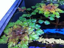 Attēlu rezultāti vaicājumam “Trapaceae”