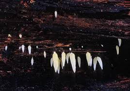 Attēlu rezultāti vaicājumam “Mucronella”