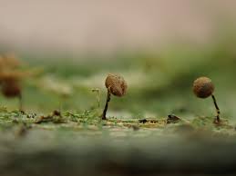 Attēlu rezultāti vaicājumam “Cribraria rubiginosa spores”