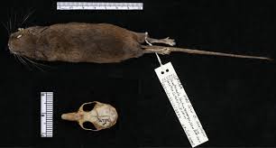 Attēlu rezultāti vaicājumam “Cricetidae”