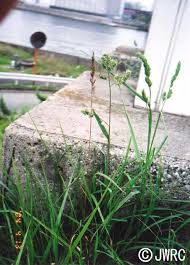 Attēlu rezultāti vaicājumam “Dactylis polygama”