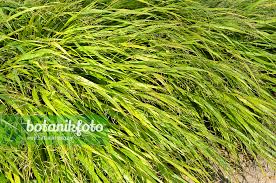 Attēlu rezultāti vaicājumam “Milium effusum”