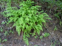 Attēlu rezultāti vaicājumam “Cystopteris fragilis”