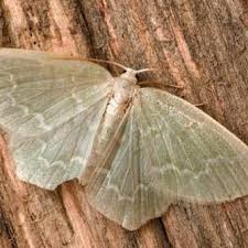 Attēlu rezultāti vaicājumam “Jodis putata”