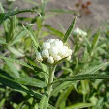 Attēlu rezultāti vaicājumam “Anaphalis margaritacea flower”