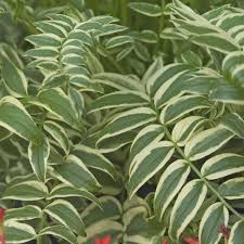 Attēlu rezultāti vaicājumam “Polemonium caeruleum leaf”