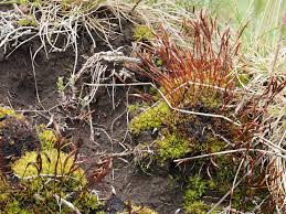 Attēlu rezultāti vaicājumam “Tortula subulata”