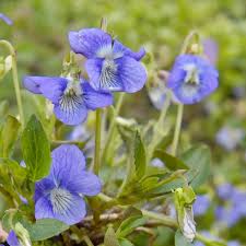 Attēlu rezultāti vaicājumam “Viola canina”