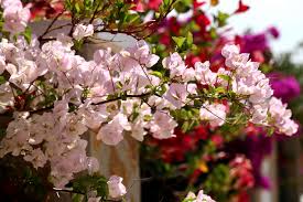 Image result for bougainvillea