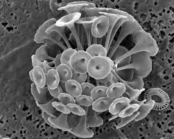 Attēlu rezultāti vaicājumam “Tubifera magna macro”