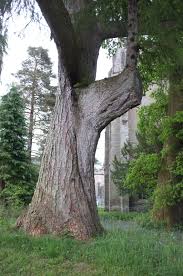 Attēlu rezultāti vaicājumam “Larix decidua var. polonica”