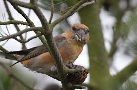 Attēlu rezultāti vaicājumam “Loxia pytyopsittacus”