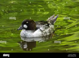 Attēlu rezultāti vaicājumam “Bucephala clangula juvenile”