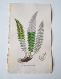 Attēlu rezultāti vaicājumam “Polystichum lonchitis”