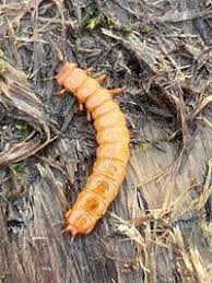 Attēlu rezultāti vaicājumam “Cucujidae”