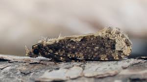 Attēlu rezultāti vaicājumam “Scardia boletella”