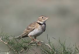 Image result for Melanocorypha calandra