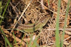 Attēlu rezultāti vaicājumam “Lacerta agilis male”