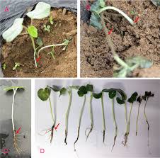 Attēlu rezultāti vaicājumam “Lophozia badensis sporophyte”