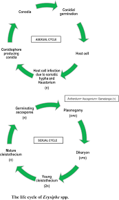 Attēlu rezultāti vaicājumam “Erysiphe galeopsidis”