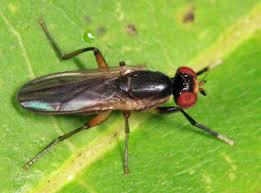 Attēlu rezultāti vaicājumam “Sciomyzidae”